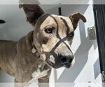 A663673 - Male Mutt Dog for Adoption - Small photo