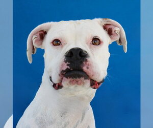 Boxer Dogs for adoption in Pasadena, CA, USA