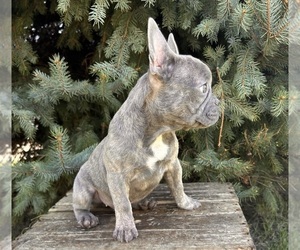 French Bulldog Puppy for sale in MIDDLEBURY, IN, USA