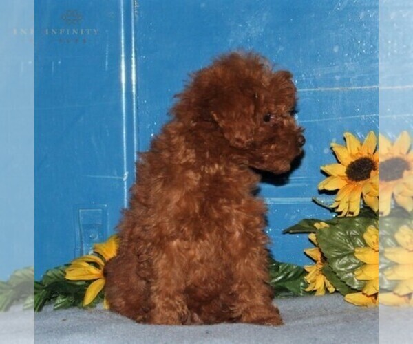 Medium Photo #4 Goldendoodle-Poodle (Miniature) Mix Puppy For Sale in NEW PROVIDENCE, PA, USA