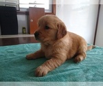 Small Photo #3 Golden Retriever Puppy For Sale in SUMNER, IL, USA