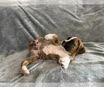 Small #3 Boxer