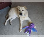 Small #3 Huskies -Labrador Retriever Mix