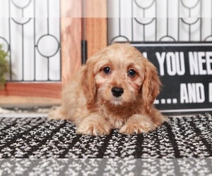 Cavapoo Puppy for sale in NAPLES, FL, USA