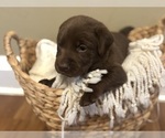 Small #15 Labrador Retriever