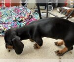 Puppy 3 Dachshund
