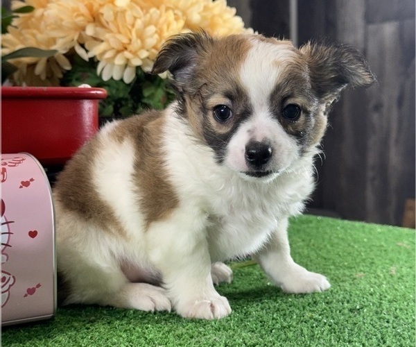Medium Photo #5 Chihuahua Puppy For Sale in CANOGA, NY, USA