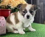 Small #4 Chihuahua