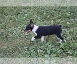 Image preview for Ad Listing. Nickname: Texas Heelers