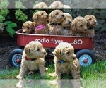 Small #3 Labradoodle-Poodle (Miniature) Mix