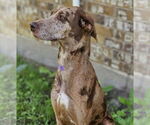 Small #8 Doberman Pinscher-Great Dane Mix