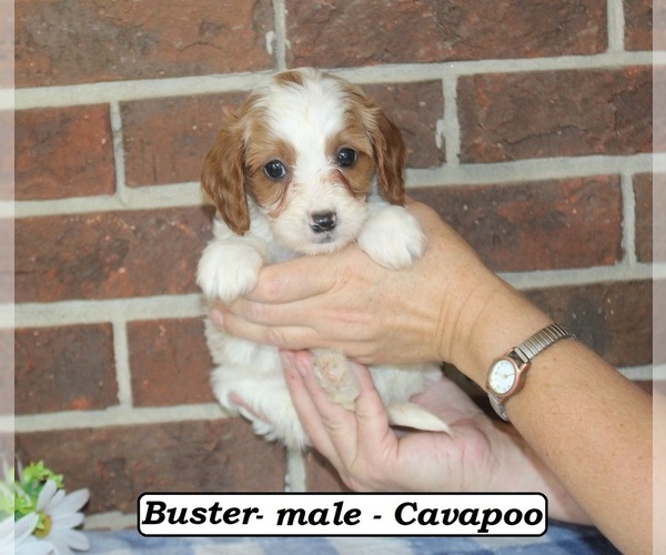 Medium Photo #1 Cavapoo (Miniature) Puppy For Sale in CLARKRANGE, TN, USA