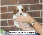 Image preview for Ad Listing. Nickname: Buster