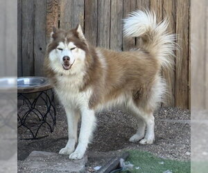 Freddy K - Male Siberian Husky Dog for Adoption - Photo #2