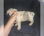 Small #8 Olde English Bulldogge
