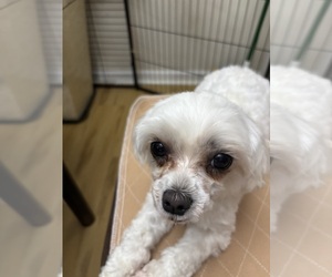 Mother of the Maltese puppies born on 03/21/2025