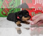 Small #2 Rottweiler
