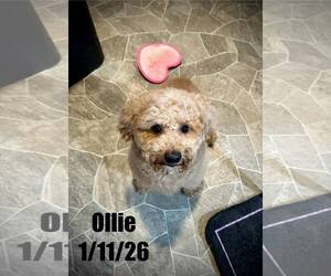 Bichon Frise-Unknown Mix Dogs for adoption in Berlin, MD, USA