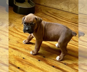 Boxer Puppy for sale in PHILADELPHIA, MS, USA