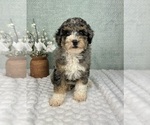 Small #3 Bernedoodle (Miniature)