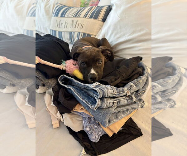 Medium Photo #2 Labrador Retriever-Unknown Mix Puppy For Sale in Royal Palm Beach, FL, USA