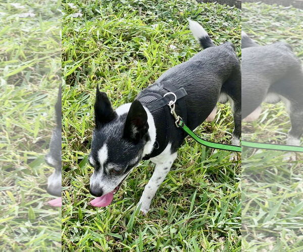 Medium Photo #2 Chihuahua-Unknown Mix Puppy For Sale in Melbourne, FL, USA