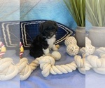 Small #1 Portuguese Water Dog