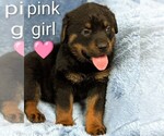 Small Photo #3 Rottweiler Puppy For Sale in BENSON, NC, USA