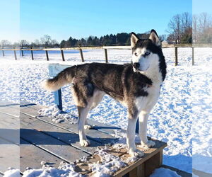 Siberian Husky-Unknown Mix Dogs for adoption in Unionville, PA, USA