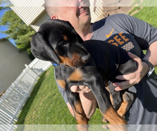 Medium Photo #1 Doberman Pinscher Puppy For Sale in DELAWARE, OH, USA