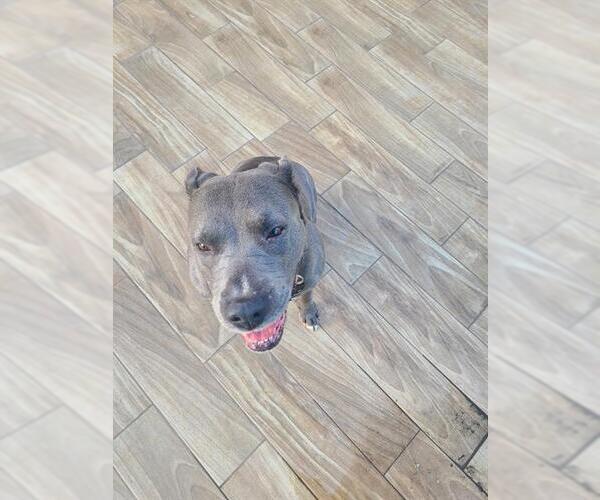 Medium Photo #1 American Staffordshire Terrier-Unknown Mix Puppy For Sale in San Antonio, TX, USA