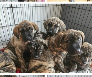 Mastador Puppy for sale in FORT WAYNE, IN, USA