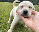 Small #3 Shepradors