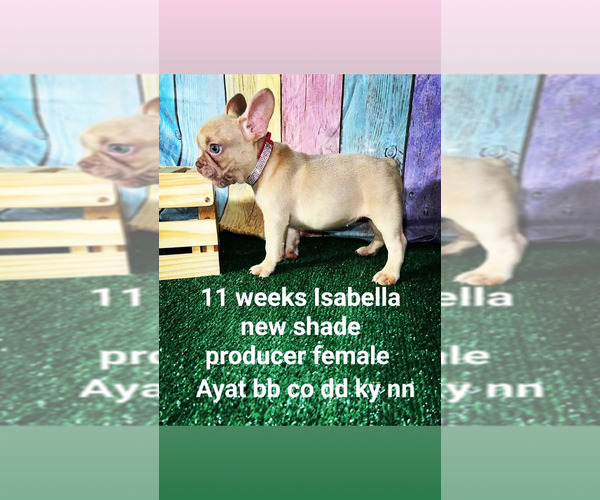 Medium Photo #29 French Bulldog Puppy For Sale in CAPE CORAL, FL, USA