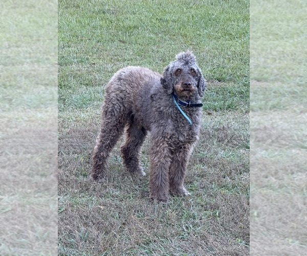 Medium Photo #1 Labradoodle Puppy For Sale in SPRINGHILL, LA, USA