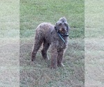 Small Photo #1 Labradoodle Puppy For Sale in SPRINGHILL, LA, USA