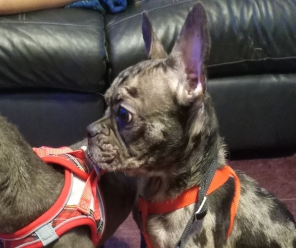 Medium Photo #1 French Bulldog Puppy For Sale in CHICAGO, IL, USA