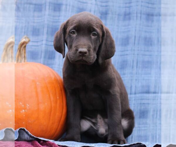 Medium Photo #1 Labrador Retriever Puppy For Sale in ELLIOTTSBURG, PA, USA