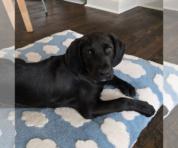 Medium Photo #1 Labrador Retriever-Unknown Mix Puppy For Sale in Warrington, PA, USA