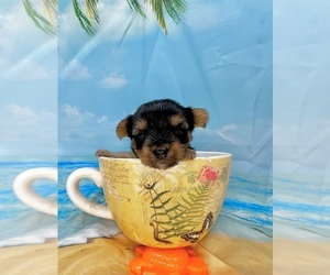 Morkie Puppy for sale in CASSVILLE, MO, USA