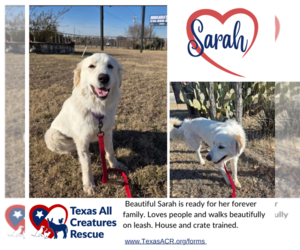 Great Pyrenees-Unknown Mix Dogs for adoption in Lillian, TX, USA