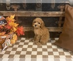 Image preview for Ad Listing. Nickname: Stanley
