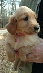Golden Retriever Puppy for sale in ALPHARETTA, GA, USA