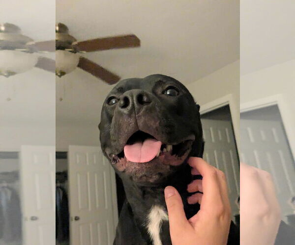Medium Photo #2 American Pit Bull Terrier-Unknown Mix Puppy For Sale in Germantown, OH, USA