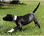 Small #4 Shepweiller