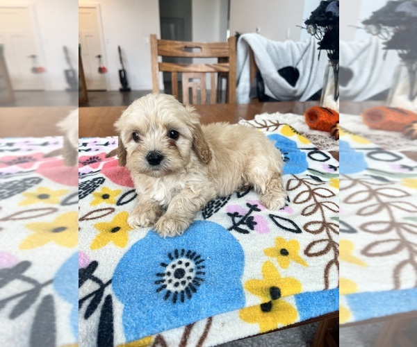 Medium Photo #6 Cavapoo Puppy For Sale in BELDING, MI, USA