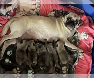 Pug Puppy for sale in LEWISVILLE, TX, USA