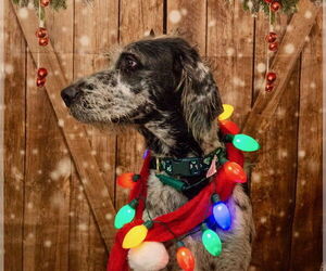 Mutt Dogs for adoption in Buckeye, AZ, USA