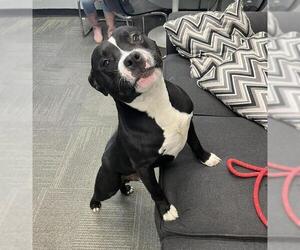 Mutt Dogs for adoption in Peoria, IL, USA