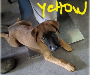 Belgian Malinois Puppy for sale in WALES, WI, USA